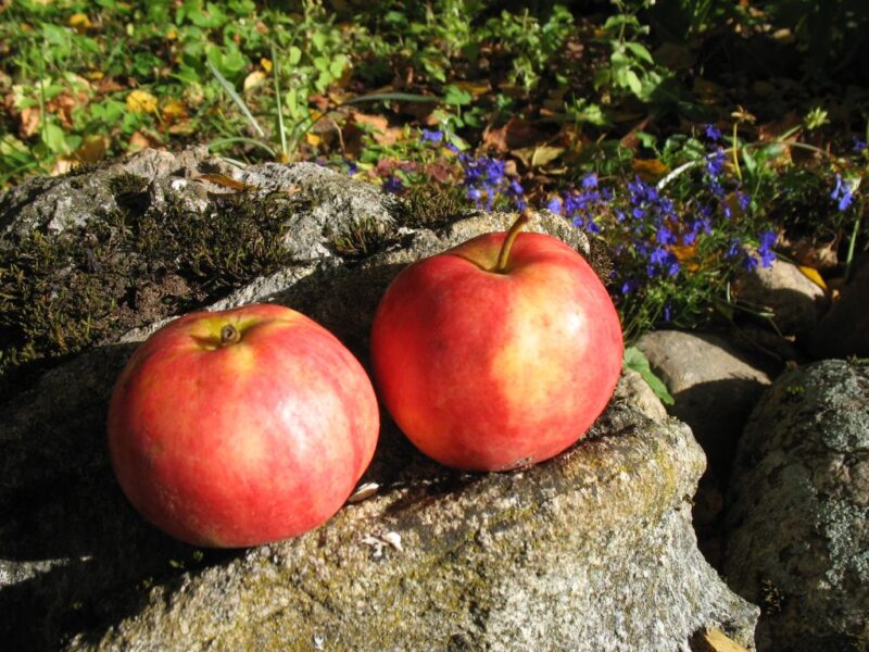 Õunad kivil